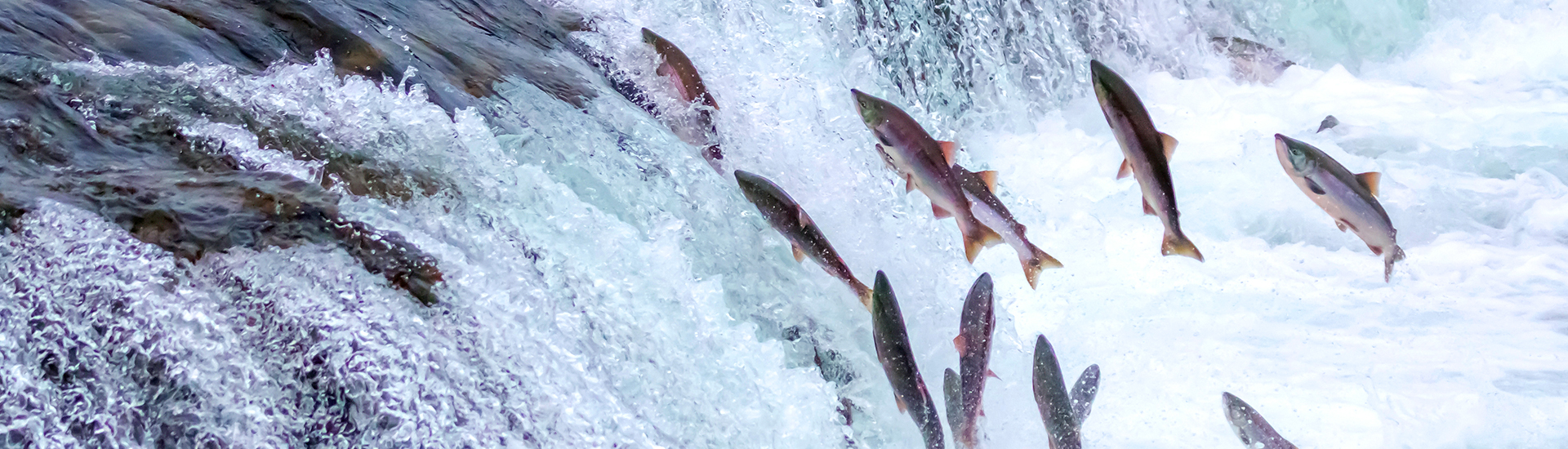 alternatives_article_banner